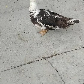 erkek ordek