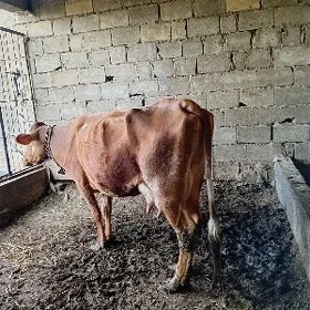 sygyr