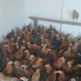 Guşlar