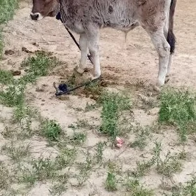 ÖKÜZÇE ŞWES TOHUM