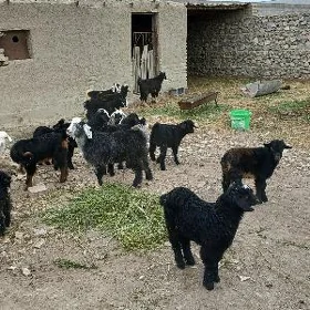 Cebiş cikan owlaklar