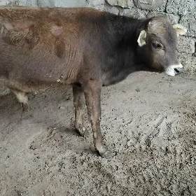 ŞWES OKÜZ ARASSA