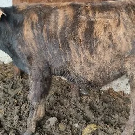 ÖKUZ