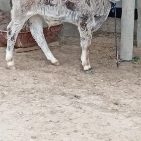 ÖKÜZ ŞWES TOHUM