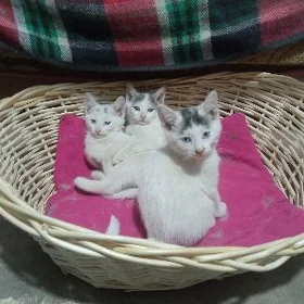 Котята