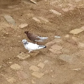 Kepderi