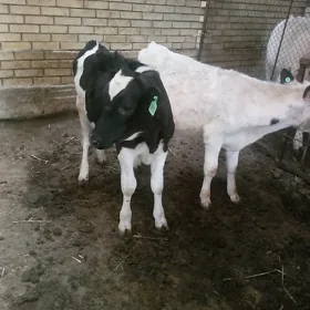 golistyn we kaňatka göle okuzc