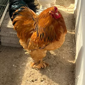 brama horazlar