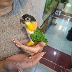 kakadu rujnoy