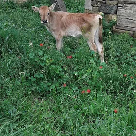 öküz