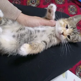 котёнок девочка