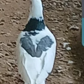 kepderi