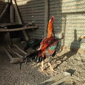 horaz