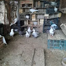 kepderi