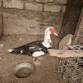 Indautka erkek ördek