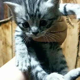Котята