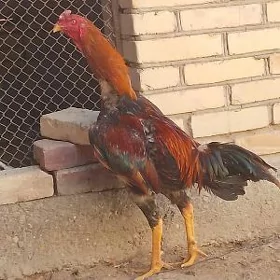 horaz
