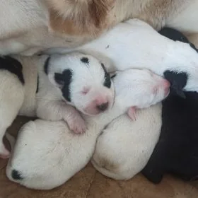 ALABAÝ GÜJIK BALU/BÜRGÜT(GÖKJE