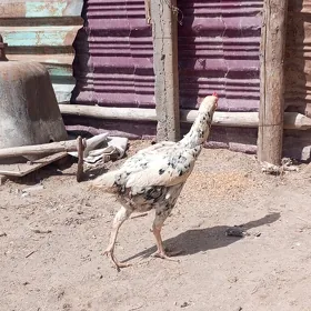 dekan maki alaja