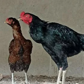 boýes horaz we mäkisi, 9 sany