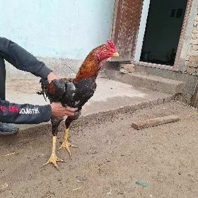 horaz