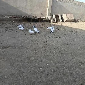 kepderi