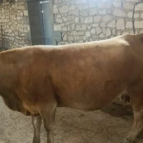 Bogaz sygyr