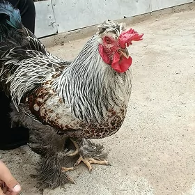 horaz