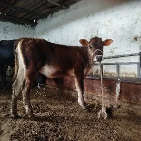 Tuweler
