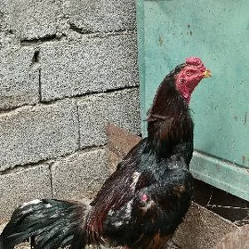 horaz