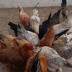 towuk курица