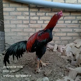 paroda horaz