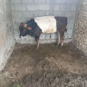 öküz