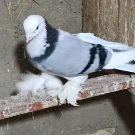 kepderi
