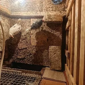 кардик