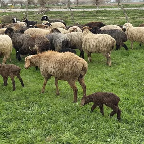 çopan