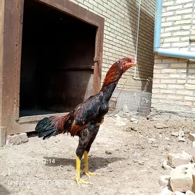 paroda horaz