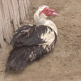 erkek ordek