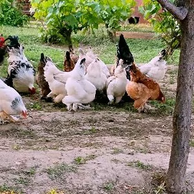 Brama towuk yumurtgasy