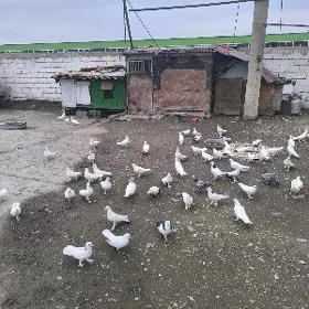 ️Kepderi️Голуби️