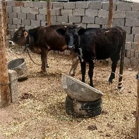 Tuweler