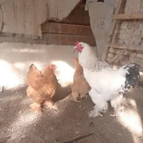brama