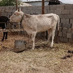 2yasar tuwe