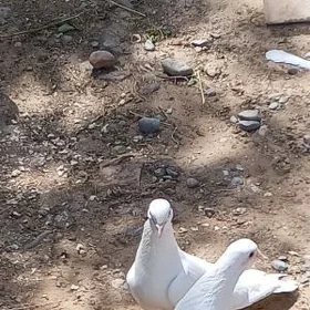 kepderi