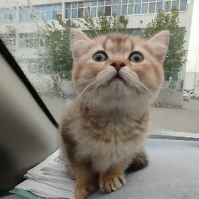 шотландский котята
