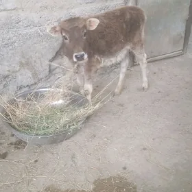 tüwe