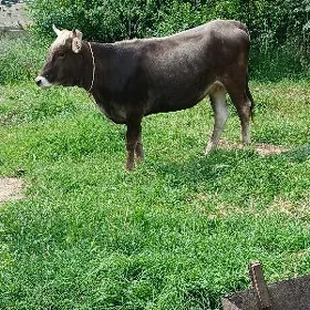 Bogaz sygyr