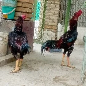 бойцов хораз
