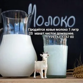 Geci sut