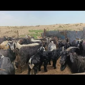 owlakly geçi issek